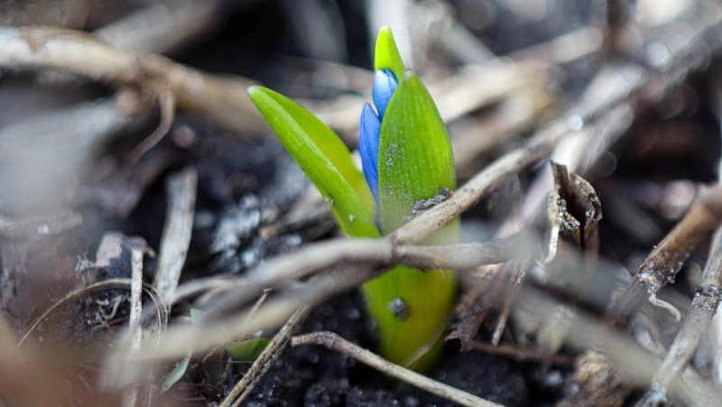 Пролески расцвели в Белгородском округе