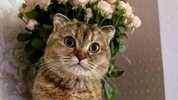 «Подготовилась к зиме, обросла шерстью»: Гладков ответил на вопрос о кошке Запеканке