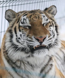 В Белгородской области в понедельник сохранятся сильные морозы и ветреная погода