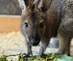 Австралийские кенгуру Беннетта появились в белгородском зоопарке