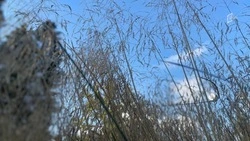 Парк злаковых в районе спорткомплекса Хоркиной в Белгороде частично обновят в 2025 году 