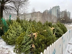 Как правильно утилизировать ёлки и сосны после праздников, белгородцам сообщило МинЖКХ