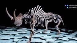 Администрация Старого Оскола воскресила вымершего шерстистого носорога