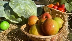 Мэр Белгорода рассказал, где выгоднее покупать продукты