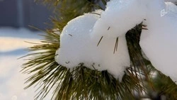 Мороз крепчает: в Белгородской области в ночь на субботу ожидается до минус 24 градусов