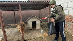 Жители Краснояружского района могут оставить заявки на кормление оставленных дома животных