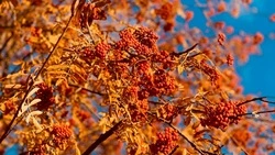 В белгородских лесах завершился пожароопасный сезон 