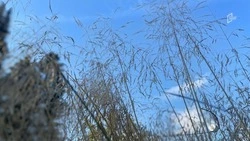 Белгородцам напомнили об ответственности за пал сухой травы в пожароопасный сезон