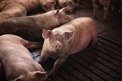 Свыше 770 тысяч тонн свиней на убой произвели в Белгородской области в 2023 году