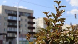 Прохладная погода без осадков сохранится в Белгородской области на выходных