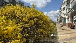 Форзиция и нарциссы украсили улицы Белгорода