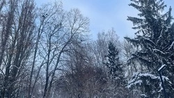Аномальные морозы до 24 градусов придут в Белгородскую область в выходные 
