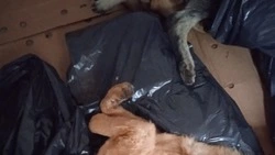 Зоозащитники требуют наказать виновных в гибели собак в белгородской службе отлова