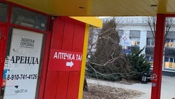 Разбитый павильон на остановке «Сокол» в Белгороде демонтируют