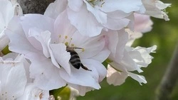 Акарицидная обработка общественных пространств Белгорода обойдётся в 1,2 млн рублей 