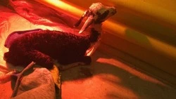 В Белгородском зоопарке родился детёныш ламы