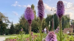 На смену тюльпанам в Белгороде пришли колеусы, бархатцы и канны