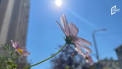 В Белгородской области ожидается жара до +36°C