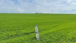Федеральное правительство может выделить дополнительные средства для помощи белгородскому АПК