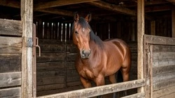 Коннозаводчик из Шебекино получил предостережение за непривитых от бешенства лошадей 