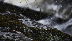 Мокрый снег с дождем ожидается в Белгородской области в пятницу
