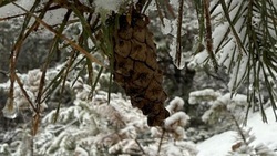 Снег и ночной 20-градусный мороз ожидают белгородцев во вторник 