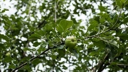 Рабочая неделя в Белгородской области завершится 35-градусной жарой