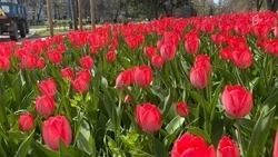 В Белгородской области потеплеет до 26 градусов во вторник