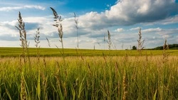Более 400 га пахотных земель в Белгородской области заросли сорняком
