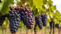 Первые виноградарские хозяйства могут появиться в Белгородской области