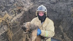 Белгородские спасатели вытащили собаку из канавы и сняли кота с дерева