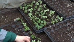 Суд поддержал решение УФАС в споре с Белгорблагоустройством об аукционе по закупке цветов