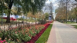 Более 40 тысяч цветов высадят на Свято-Троицком бульваре в Белгороде