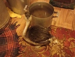 Главная птица 2026 года спасена в Прохоровском округе от морозов