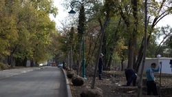 80 тысяч саженцев деревьев высадят в Белгороде к 80-й годовщине Победы