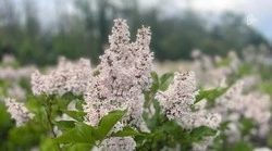 До 26 градусов тепла без дождей ожидается в среду в Белгородской области