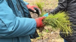 Более 500 тысяч сеянцев высадят в Белгородской области в рамках акции «Сад памяти»