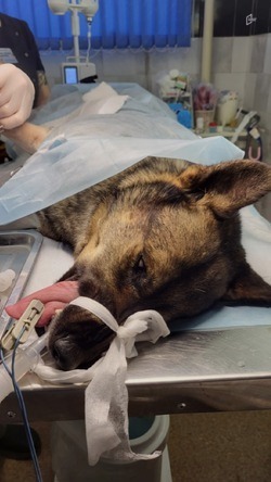 Ветеринарам удалось спасти от ампутации лапы раненому при обстреле в Шебекино псу Кубику 