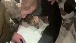 Волонтëры достали живой из трубы собаку, которую пытались сжечь коммунальщики в Томаровке