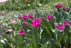 20 млн рублей потратят на уход за зелёными насаждениями в Белгородской области в 2025 году