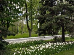 Ещё 600 млн рублей направят на реконструкцию Центрального парка в Белгороде 