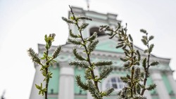 Вячеслав Гладков поздравил белгородцев с Вербным воскресеньем 