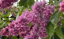 Осенний сюрприз: Почему в Белгороде повторно цветут сирень и каштаны?