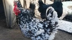 Жительница Волоконовского округа с помощью соцконтракта расширила личное подсобное хозяйство 