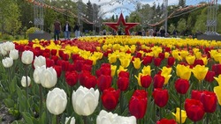 Высадкой тюльпанов в центре Белгорода займётся местный предприниматель
