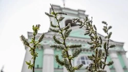 Вячеслав Гладков поздравил белгородцев с Вербным воскресеньем 