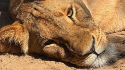 Переехавшая из Белгородского зоопарка львица Киара уже почти освоилась на новом месте в Минске