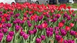 Мэрия Белгорода потратит 34,3 млн рублей на тюльпаны