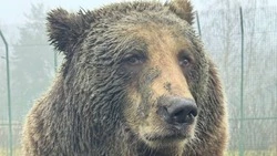 Медведицы в Белгородском зоопарке ушли в спячку