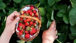 Белгородцам рассказали, где нельзя покупать ягоды и фрукты
